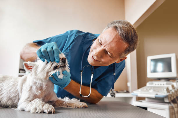  Kirby, TX Emergency Dentist Pros